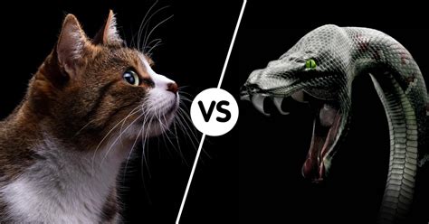 cat vs snake who will win